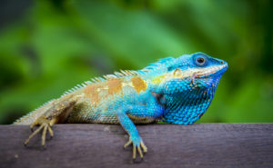 Freelance chameleon writer is not much into technology but he loves writing.